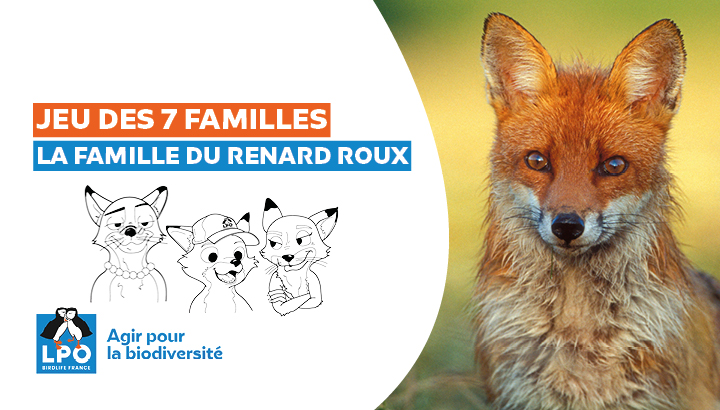 Jeu des 7 familles ESOD : La famille du Renard roux !
